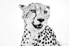 Cheeta's Gaze