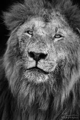 African Soul