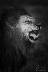 The King