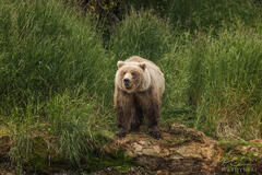 Alaskan Queen