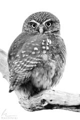 Astral Pygmy Owl