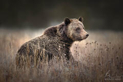 Bear in a Meadow