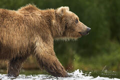 Bear on the Move