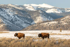 Bison Friends