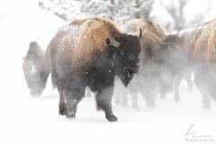 Bison in the Mist