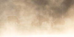 Bison on the bank of the Yellowstone