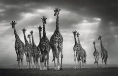 Bjorn Persson African wildlife photography