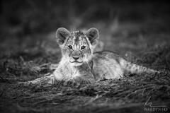 Lion Cub