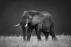 Mara Elephant