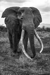 Craig The Elephant