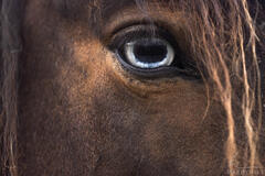 Blue Eyed Day Dream