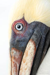 Blue-Eyed-Pelican
