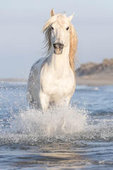White Stallion Dream