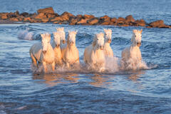Seven Horses at Sea