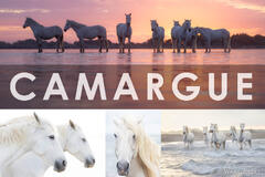 Camargue Horse Photography Workshop Recap 2024