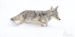 Coyote on the Move  | 1x2 Panorama