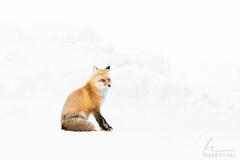 Ember on White