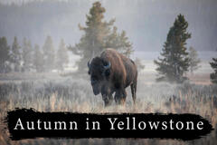 Fall Yellowstone photography workshop