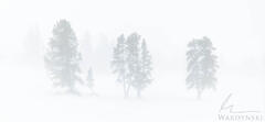Family of Trees