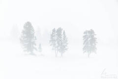 Family of Trees
