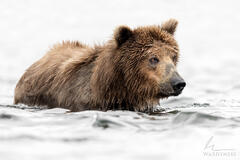 Focused Grizzly