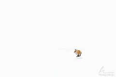 Fox on the Run