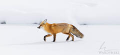 Fox Trot
