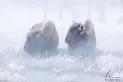Frosty Friends