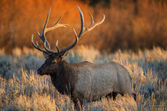 Grand Teton Wildlife