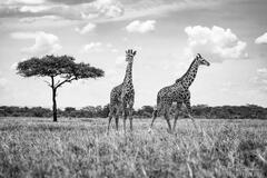 Giraffe Twins