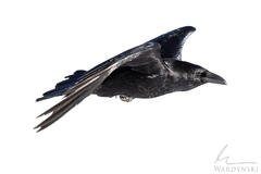 Gliding Raven
