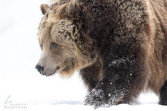 Grizzly In Snow