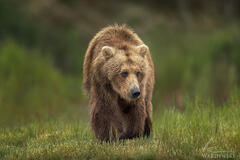 Grizzly in the Grass