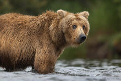 Happy Bear