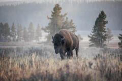 Home on the Range