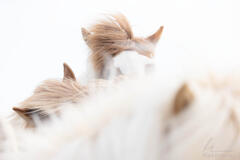 Horse Dream