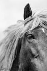 Horse in Thought