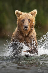 Incoming Grizzly