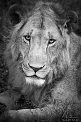 Innocent Lion 
