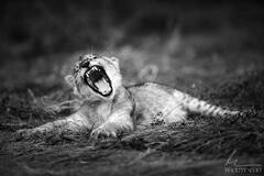 Ferocious