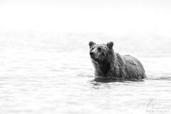 Lone Grizzly in Lake