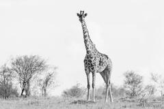 Mara Giraffe