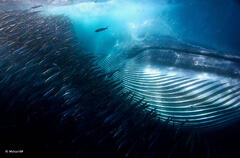 Michael Aw underwater wildlife photography