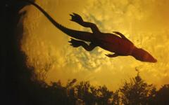 Michael Nichols best wildlife photographers
