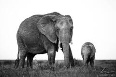 Mother and Calf