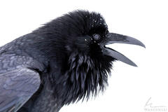 Nevermore