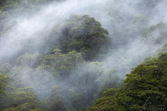 Forest Mist