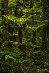 Forest of Ferns