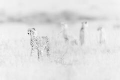On The Lookout