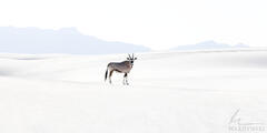 Oryx in White Sands